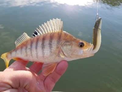 Утешителните костури с бонуси